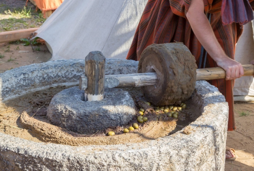 A day in an Istrian olive grove